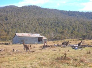 Shearing shed with some of the locals