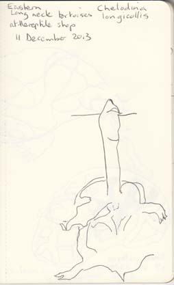 One of the smaller turtles taking in a few breaths of air, 11 December 2013.