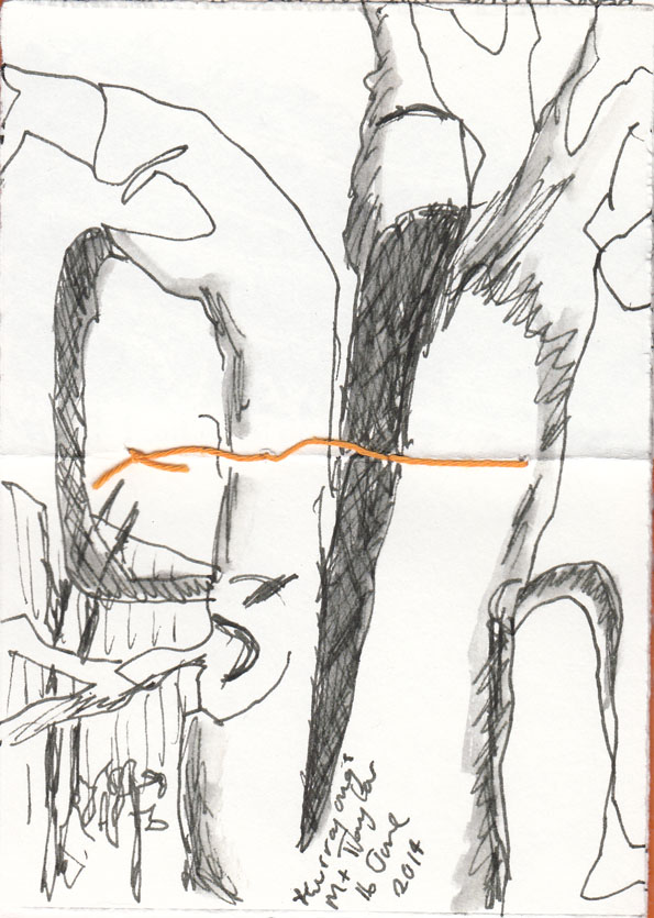 The triple-trunked kurrajong, pen and ink, 16 June 2014.