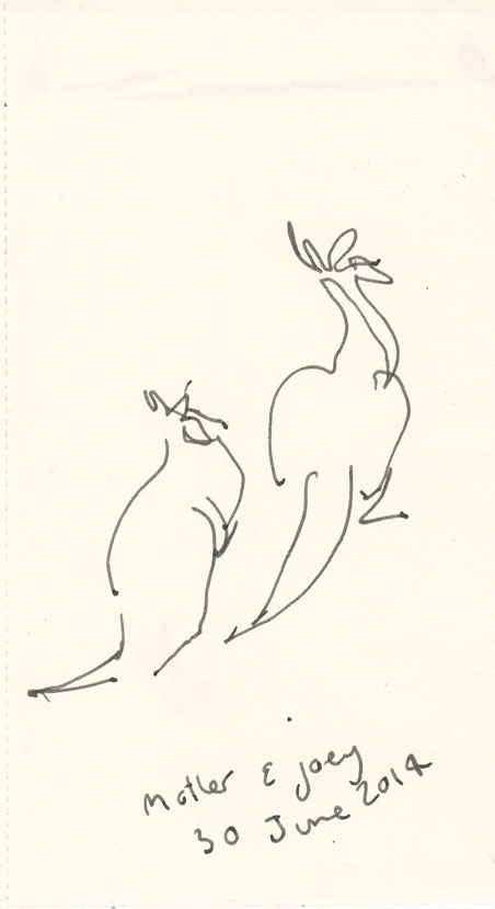 Eastern Grey kangaroos, pen and ink, Mt Taylor, 30 June 2014.