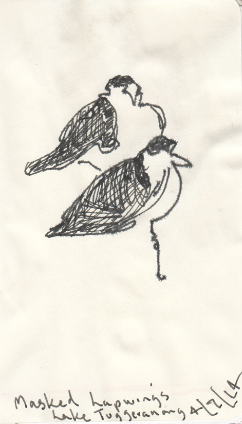 Masked Lapwings, pen and ink on damp paper, 4 July 2014