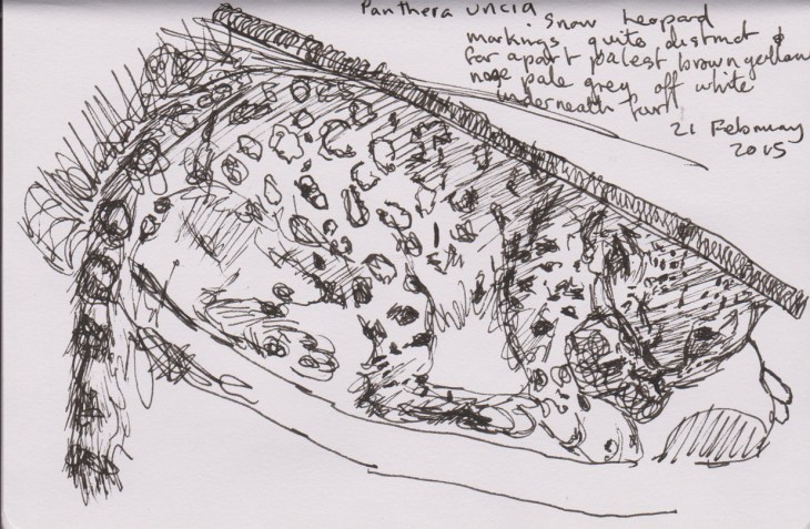 Snoozing Snow Leopard, pen and ink, 21 February 2015