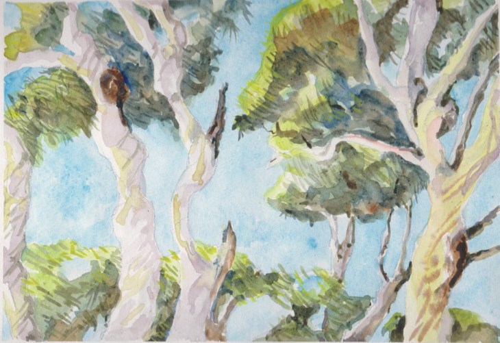 Spotted gums at Depot Beach, 17 March 2015, watercolour and graphite