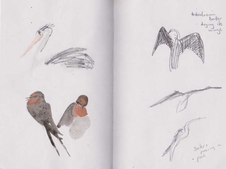 A pelican, some welcome swallows and some darters, graphite and watercolour, 14 & 15 April 2015