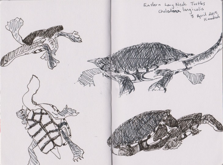 A tank of Eastern Long Neck Turtles, pen and ink and gel pen, 8 April 2015