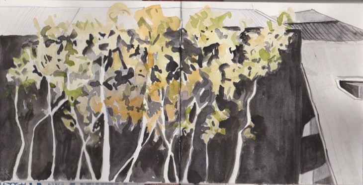 Gum trees in the Garden of Australian Dreams, watercolour and graphite, 23 May 2015