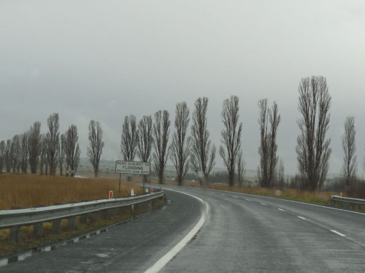 Poplars, Wollogorang Creek, NSW