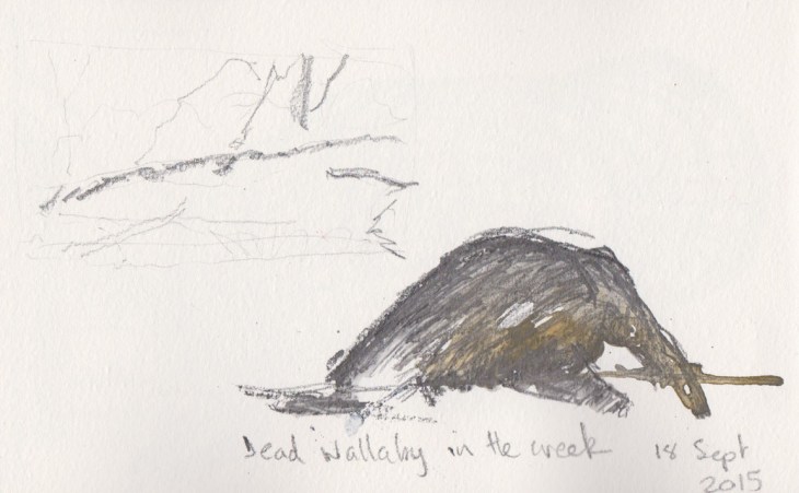 Dead wallaby in the river, watercolour and graphite, 18 September 2015