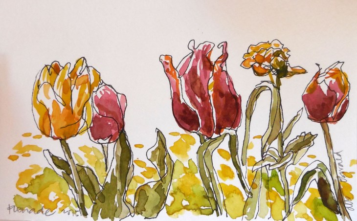 Tulip study by Deb