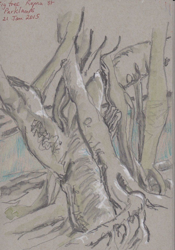 Fig tree, Roma Street Parklands, white chalk, graphite and coloured pencil, 21 January 2016
