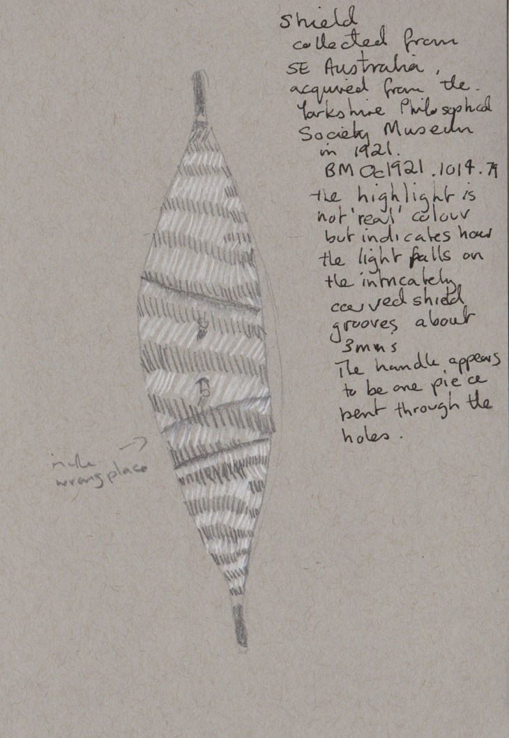 Wooden shield with pattern of grooves, collected from South eastern Australia (which covers quite a bit of land!) and acquired by the British Museum in 1921. My sketch graphite and white chalk on grey-toned paper