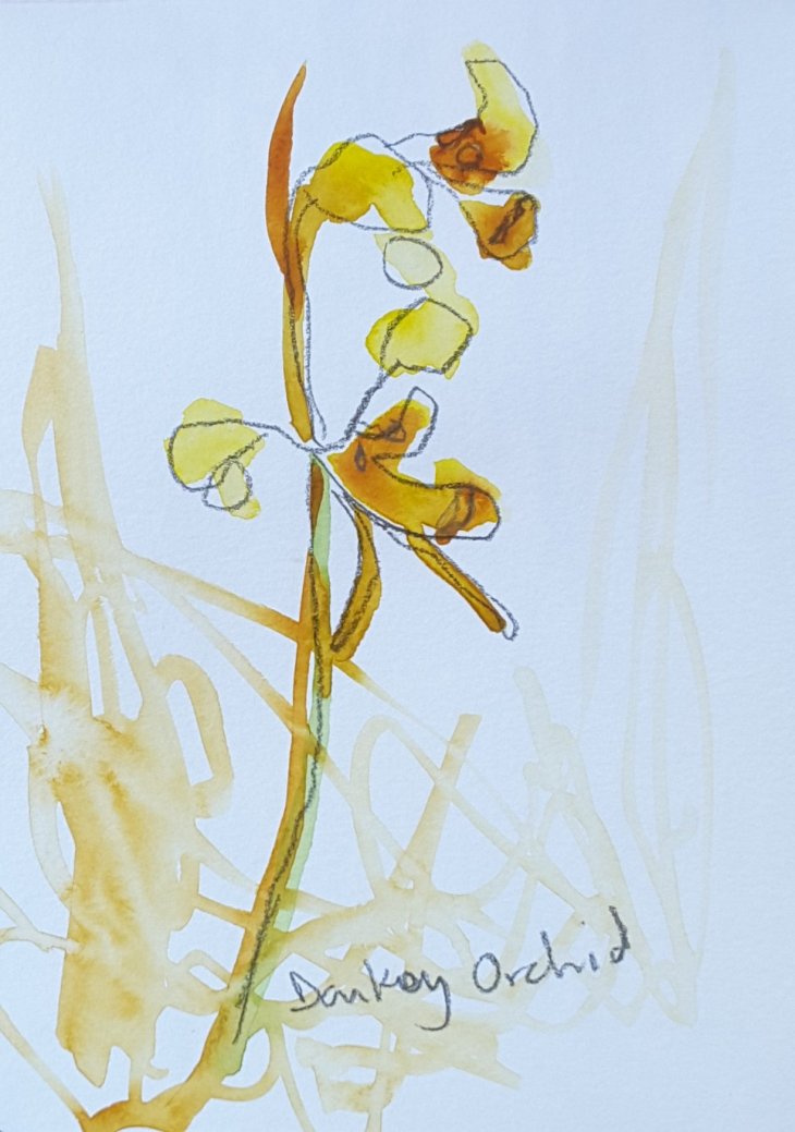 'Tiger' orchid, Diuris sulphurea, Black Mountain ACT